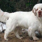 Clumber Spaniel