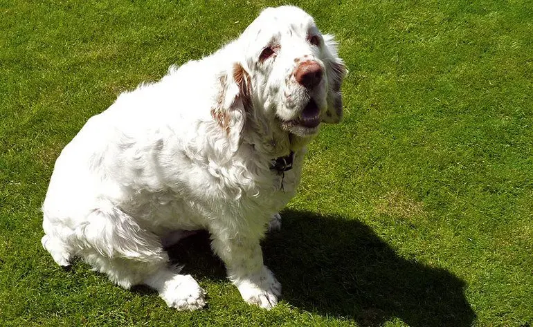 Clumber-Spaniel-sobre-el-cesped