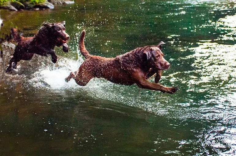 Retriever-de-Chesapeake-tirandose-al-agua