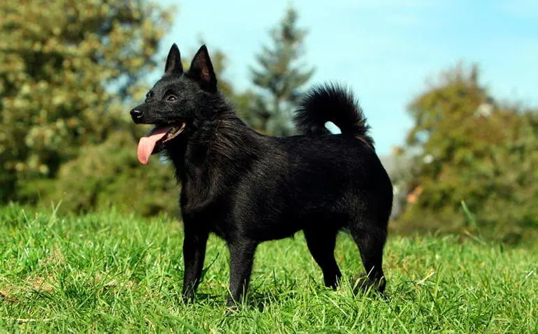 Schipperke-disfrutando-de-un-paseo-por-el-campo