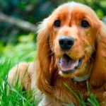 cocker spaniel