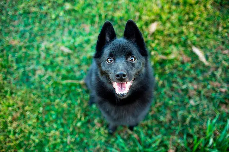 perro-Schipperke-sentado-en-el-cesped