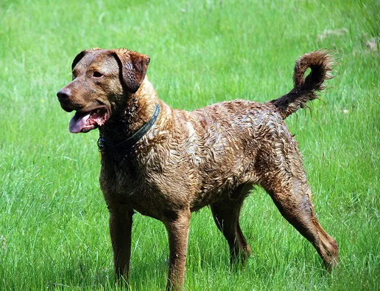 perro-de-raza-Retriever-de-Chesapeake