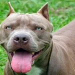 pitbull