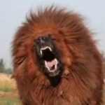 dogo tibetano 31