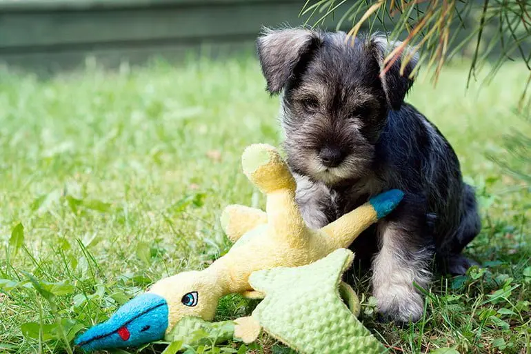 Schnauzer-miniatura-cachorro-junto-a-un-patito-de-juguete