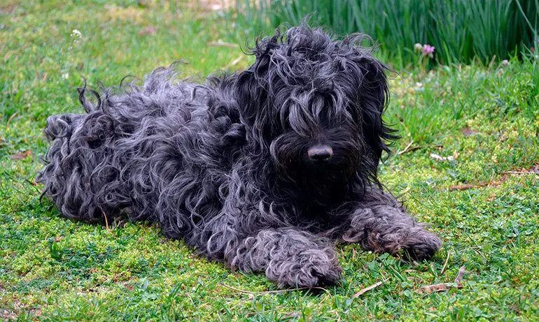 perro-de-raza-puli-con-el-pelo-negro