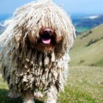 perro puli de pelo blanco en la montaña