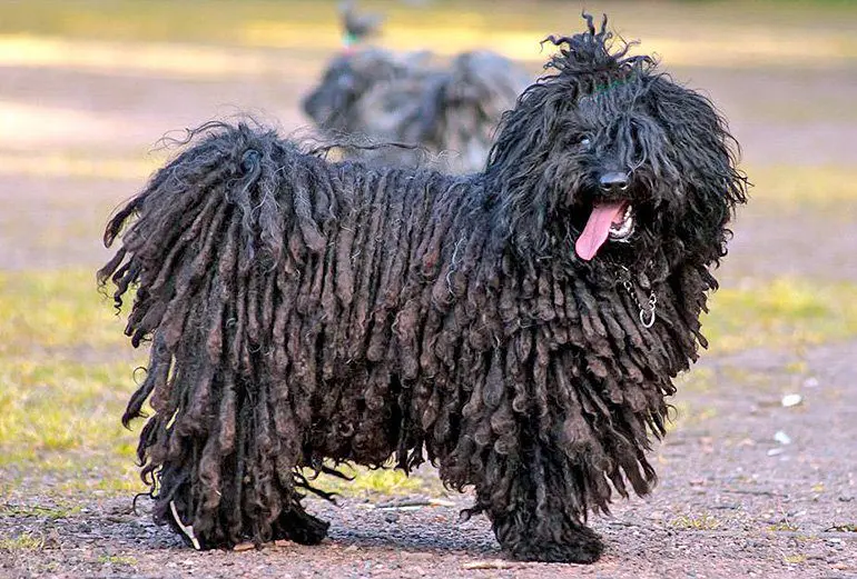 perro-puli-paseando