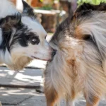 perra en celo siendo olida por un perro macho