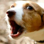 perro ladrando