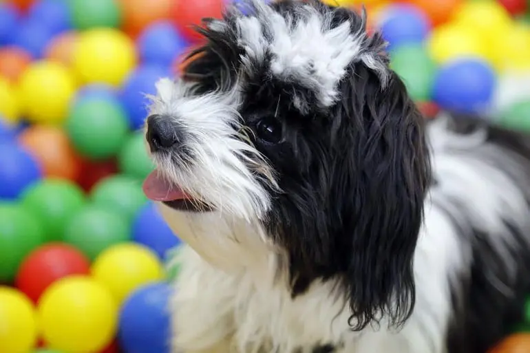 Shih-Tzu