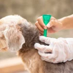 aplicacion de pipeta antiparasitos en un perro