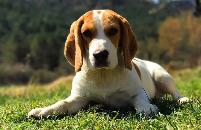 beagle