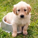 cachorro de perro sobre su comedero