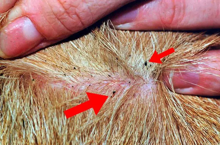 excrementos-de-pulgas-en-el-pelo-de-un-perro
