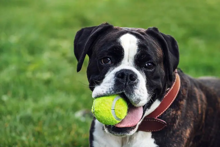 perro-boxer