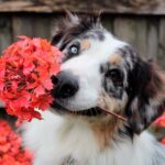 Plantas tóxicas para los perros