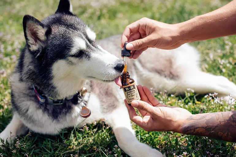 perro-tomando-medicina-para-la-diarrea