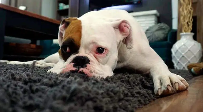 perro-tumbado-sobre-alfombra-con-pulgas
