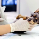 perro preparado para una ecografia