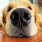 ¿Por qué mi perro tiene la trufa seca?