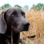 perro en un campo de cereal seco con espigas