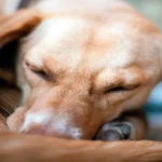 perro con alergia