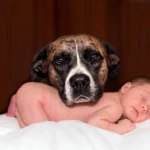 perro junto a bebé humano