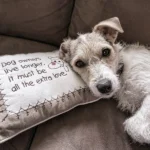 ¿Cuáles son las razas caninas más tranquilas?