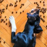 perro comiendo croquetas para perros