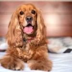perro con pelo largo marron sobre la cama