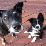 perro viejo y cachorro