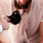 ¿Por qué mi perro me mira fijamente?