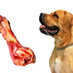 perro mirando un hueso de jamon