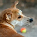 jugar con perro