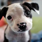 cachorrito