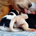 perra dando de mamar a sus cachorros