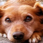 perro amor