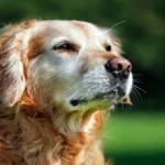 perro anciano