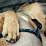 perro en parada respiratoria
