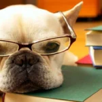 perro listo