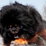 perro peligroso