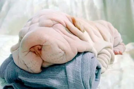 perro con arrugas