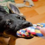perro con juguete