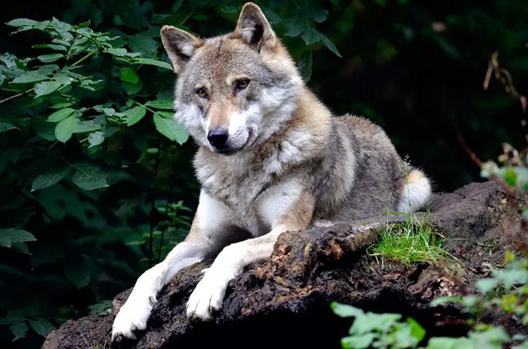 perro-lobo-checoslovaco-en-el-bosque