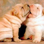 perros arrugados