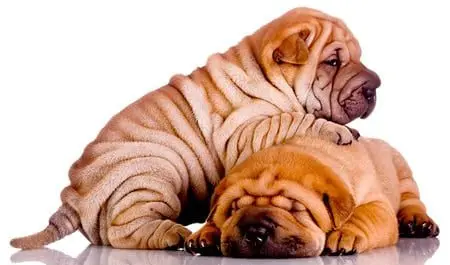 sharpei