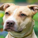 american pitbull
