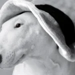 bull terrier ingles con un sombrero